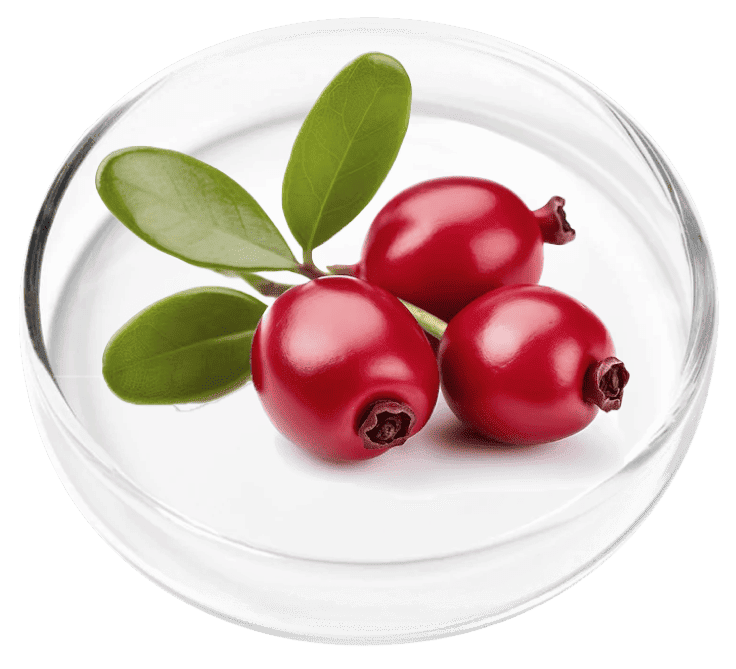 Bearberry ingredient