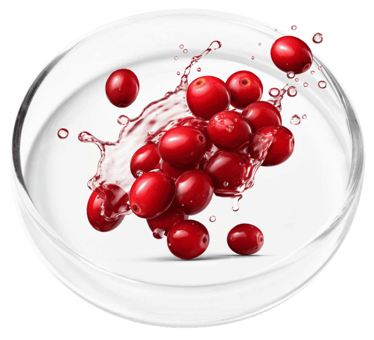 Cranberry Extract ingredient