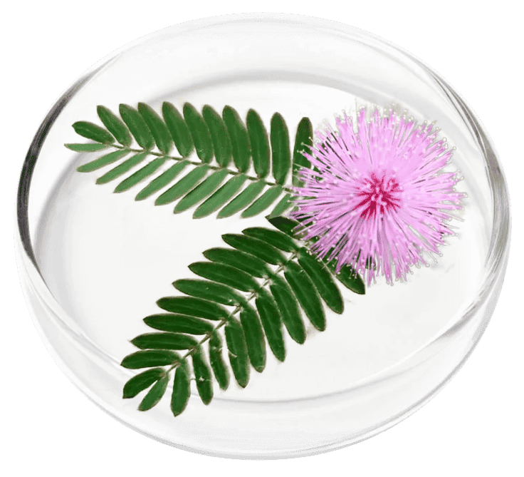Mimosa Pudica ingredient