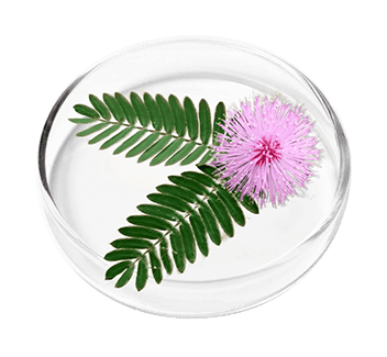 FemiPro Ingredient Mimosa Pudica